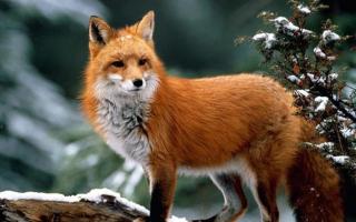 Fox (fox) - types of foxes, where they live, how long they live, what they eat, photo Which group does the fox belong to?