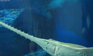 Lifestyle of sawfish, differences between sawfish and sawfish shark