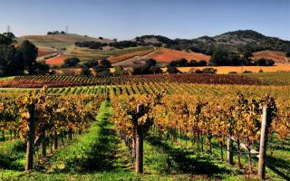 Intressanta fakta om vinframställning i Kalifornien