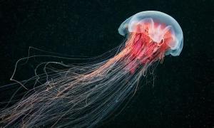 What do jellyfish eat, what is their diet?