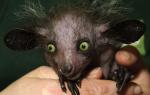 The most terrible animals in the world: names, photos and descriptions The most terrible-looking animals