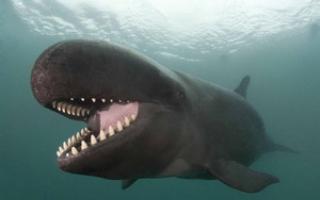 К какому виду животных относятся киты?