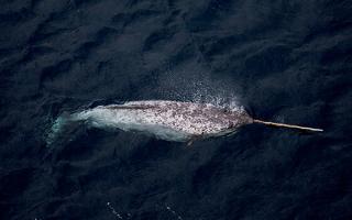 Where does the narwhal live?  Whales (cetaceans).  Horned sea dweller
