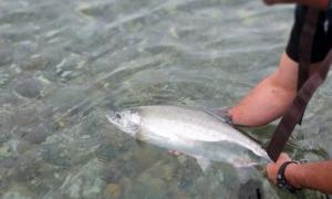 Where is pink salmon found: description and photo, habitat